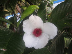 Dillenia philippinensis