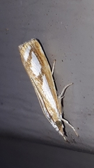 Catoptria latiradiellus