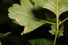 Phyllonorycter oxyacanthae