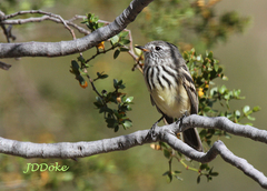 Anairetes flavirostris