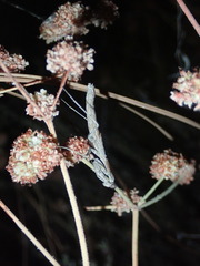 Litaneutria pacifica