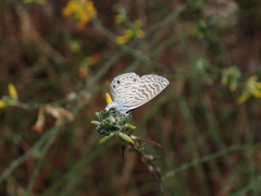 Leptotes marina