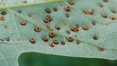 Neuroterus saltarius