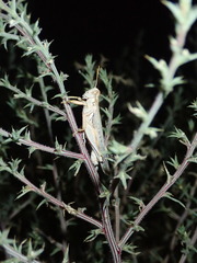 Melanoplus complanatipes