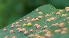 Neuroterus saltarius