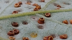 Neuroterus saltarius