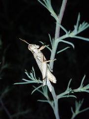 Melanoplus complanatipes