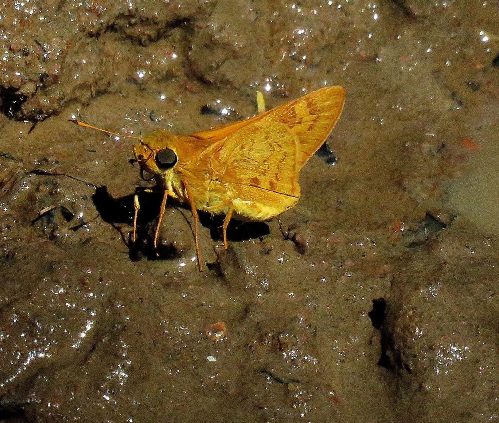 Pohl's Skipper