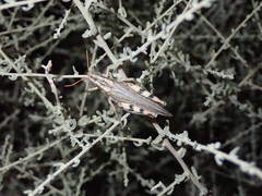 Aeoloplides californicus