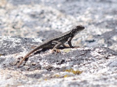 Sceloporus graciosus gracilis