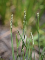 Alopecurus aequalis aequalis