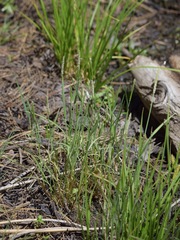 Alopecurus aequalis aequalis