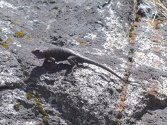 Sceloporus occidentalis taylori