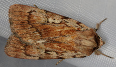 Setagrotis pallidicollis