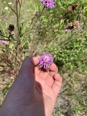 Centaurea × moncktonii