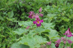 Proboscidea fragrans