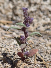 Phacelia quickii
