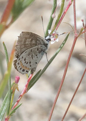 Euphilotes pallescens