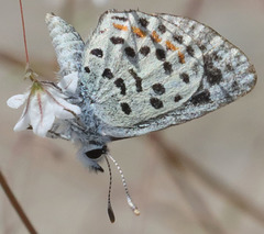 Euphilotes pallescens