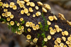 Leotiomycetes