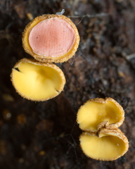 Leotiomycetes