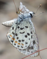 Euphilotes pallescens