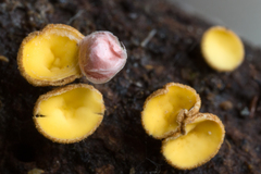 Leotiomycetes