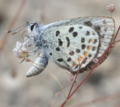 Euphilotes pallescens