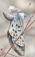 Euphilotes pallescens