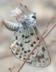Euphilotes pallescens