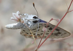 Euphilotes pallescens