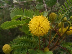 Leucaena greggii