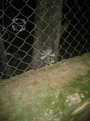 Spilogale angustifrons