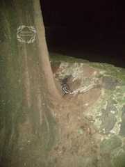 Spilogale angustifrons