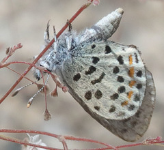 Euphilotes pallescens