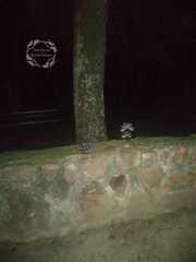 Spilogale angustifrons