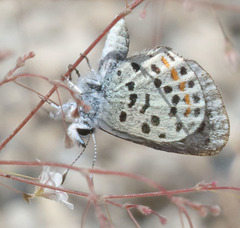 Euphilotes pallescens