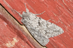 Andropolia contacta