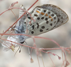 Euphilotes pallescens