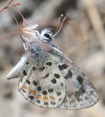 Euphilotes pallescens