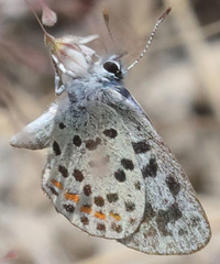 Euphilotes pallescens