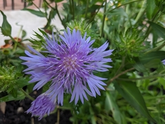Stokesia