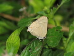 Allosmaitia strophius