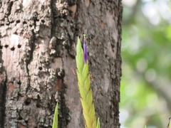 Tillandsia inopinata