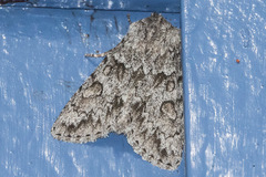 Andropolia contacta