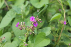 Mirabilis viscosa