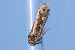Actebia fennica