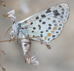 Euphilotes pallescens