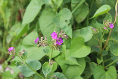 Mirabilis viscosa