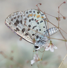Euphilotes pallescens